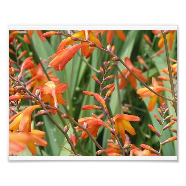 Impression Photo Florales écossaises (Devant)