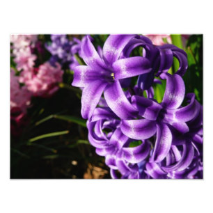 Impression Photo Flore de printemps Blue Hyacinth II