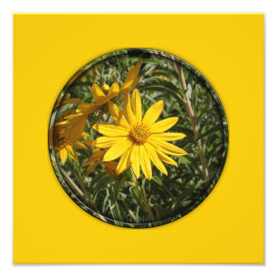 Impression Photo Flores en mi hierbas " fleurs dans mes mauvaises h