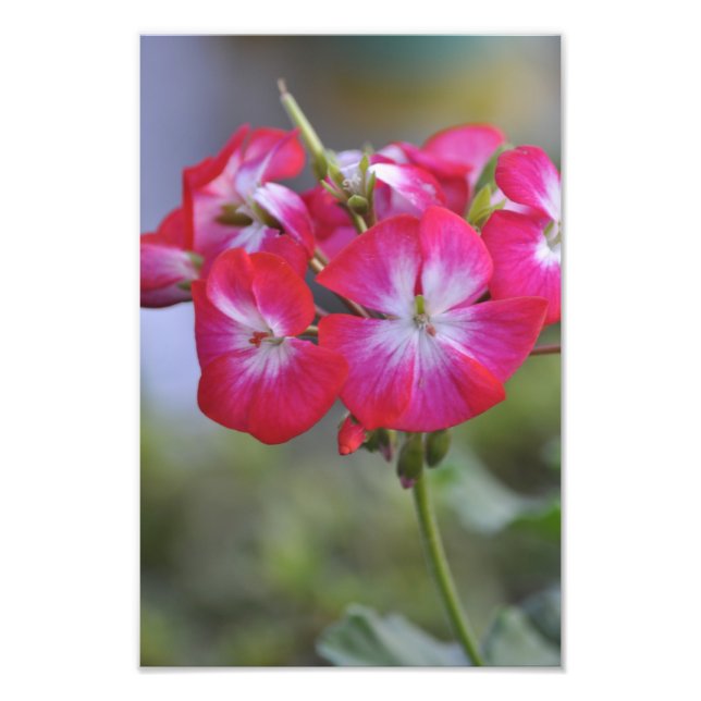 Impression Photo Flores, Fleurs (Devant)