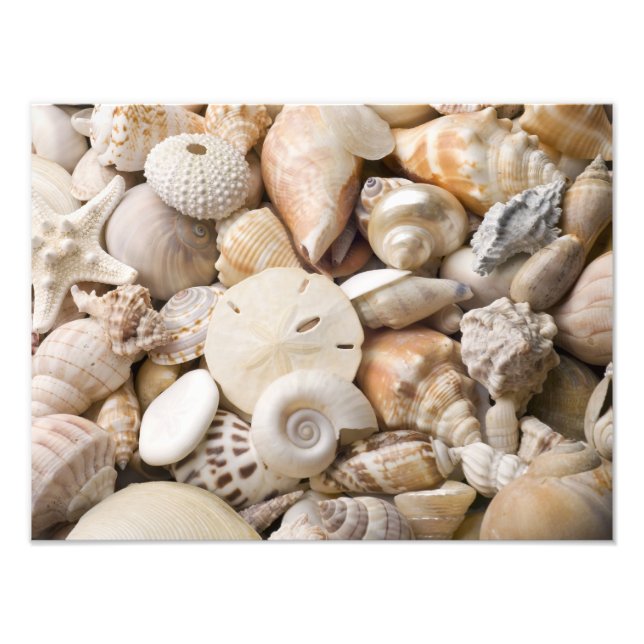 Impression Photo Florida Sea Shell Arrière - plan - Beach Shells Cu (Devant)