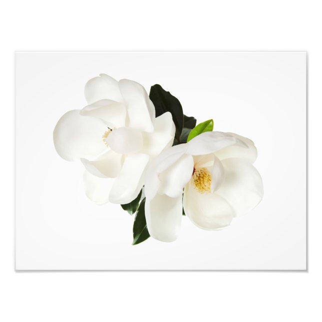 Impression Photo Flower Magnolia (Devant)