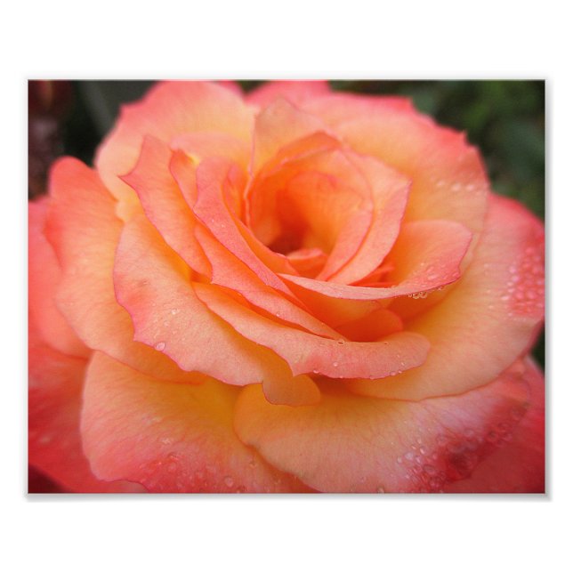 Impression Photo Flux Rose Dewdrop 10x8 (Devant)