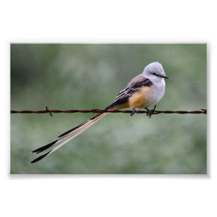 Impression Photo FLYCATCHER Ciseaux-coupé la queue été perché s