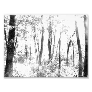 Impression Photo Forêt de Ghoost