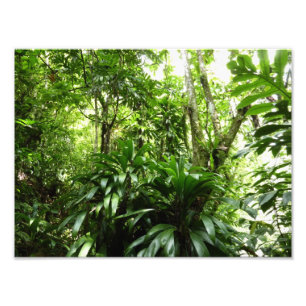 Impression Photo Forêt de pluie dominicaine I Nature verte tropical