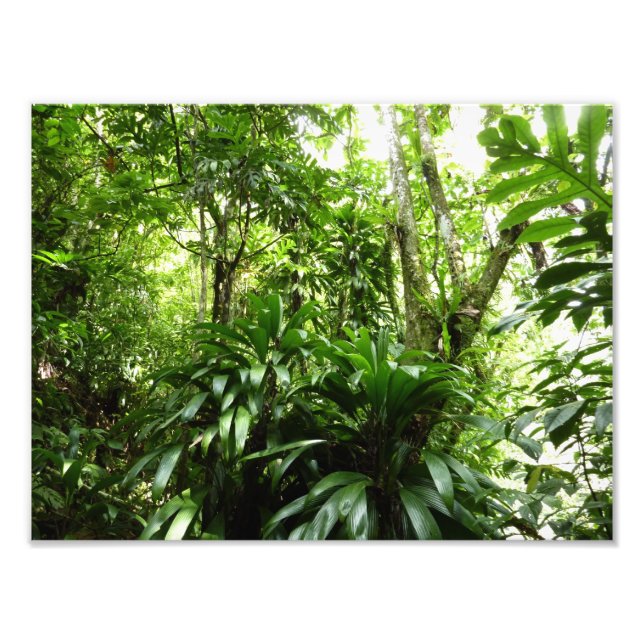 Impression Photo Forêt de pluie dominicaine I Nature verte tropical (Devant)