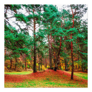 Impression Photo Forêt mixte d'automne