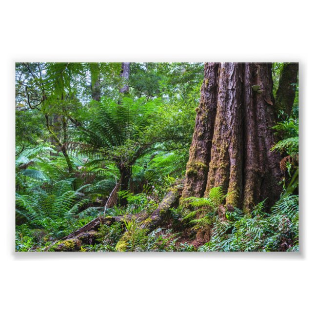 Impression Photo Forêt tropicale au parc national Great Otway Austr (Devant)