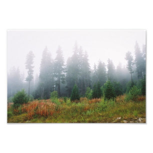 Impression Photo Forrest matin, Kodak Professional P