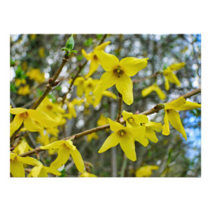 Impression Photo Forsythie au printemps