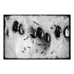 Impression Photo fourmis de surf