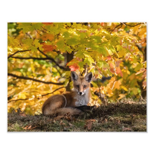 Impression Photo Fox Et Foliage (Devant)