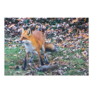 Impression Photo Fox et sa mort