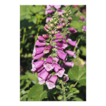 Foxglove 13"x19"