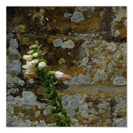 Impression Photo Foxglove et Pierre