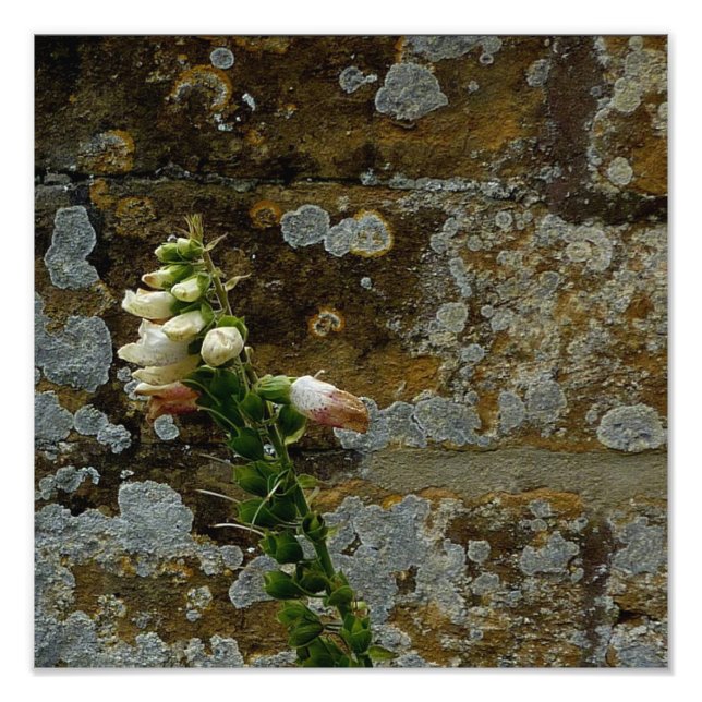 Impression Photo Foxglove et Pierre (Devant)