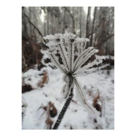 Impression Photo Frost d'hiver sur les plantes dans la forêt