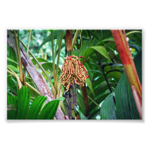 Impression Photo Fruit de palme à Hawaii