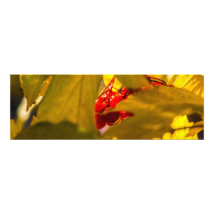 Impression Photo Fruits d'automne - Framboise