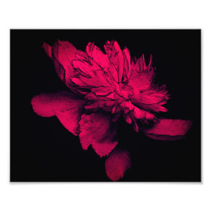 Impression Photo Fuchsia Peony Flower Abstrait Floral Art 8x10