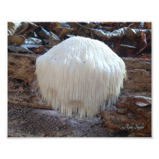 Impression Photo Fungus à dents hérissées