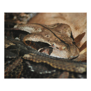 Impression Photo Gaboon Viper Closeup