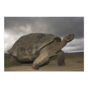 Impression Photo Galapagos Giant Tortoise Geochelone