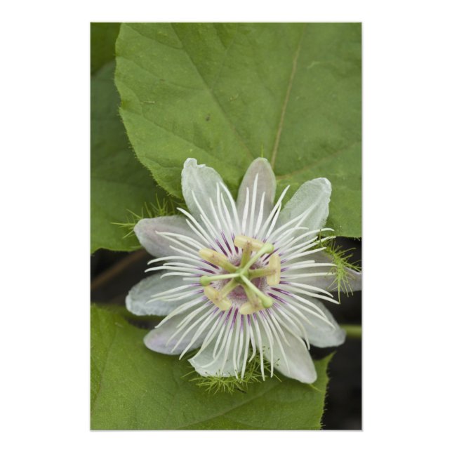 Impression Photo Galapagos Passion Fleur Passiflora foetida (Devant)