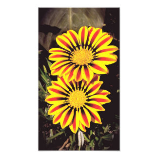 Impression Photo Gazania Flowers