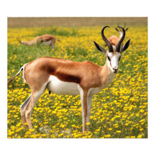 Impression Photo Gazelle dans le pré