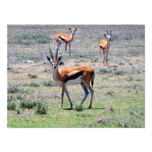 Impression Photo Gazelles sur les plaines