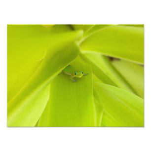 Impression Photo Gecko de jour de la poussière d'or