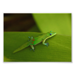 Impression Photo Gecko de jour de la poussière d'or