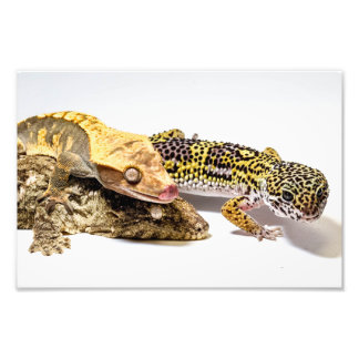 Impression Photo Geckos
