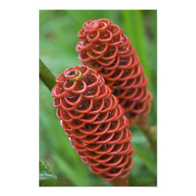 Impression Photo Gingembre Beehive, Zingiber spectabile), (Devant)