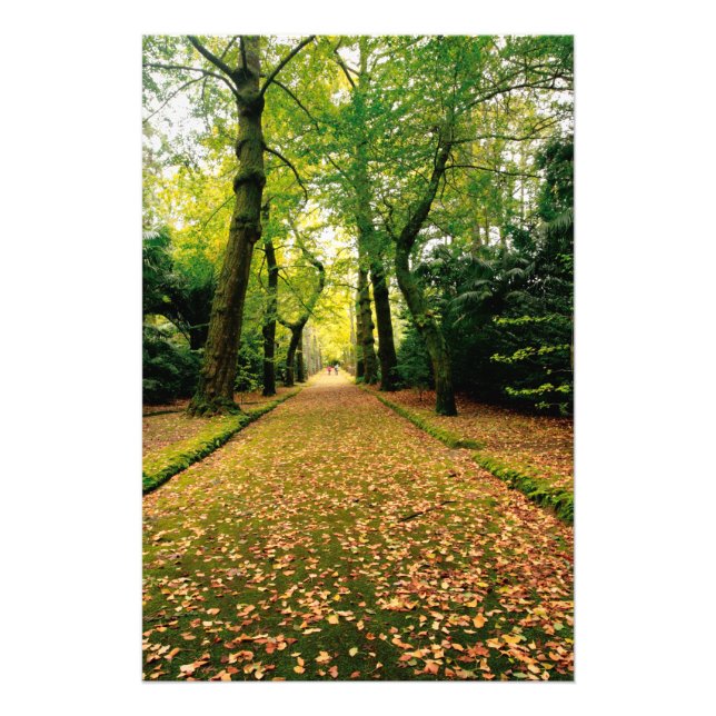 Impression Photo Ginkgo Biloba (Devant)