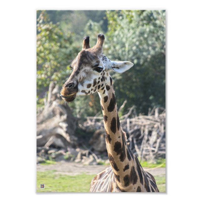 Impression Photo Giraffe (Devant)