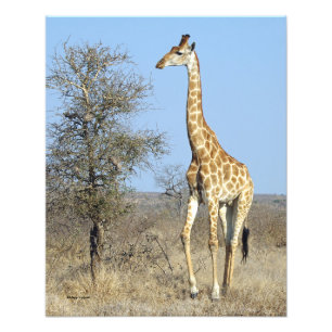 IMPRESSION PHOTO GIRAFFE