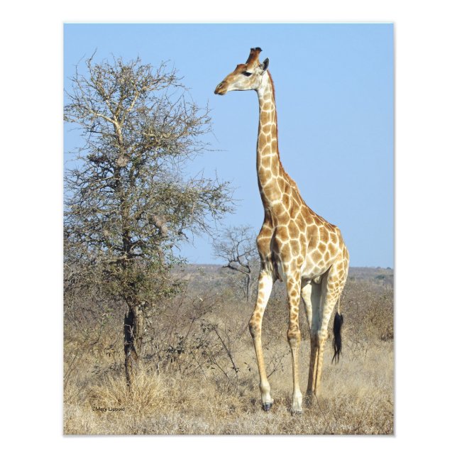 IMPRESSION PHOTO GIRAFFE (Devant)