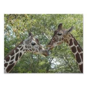 Impression Photo Giraffe Love