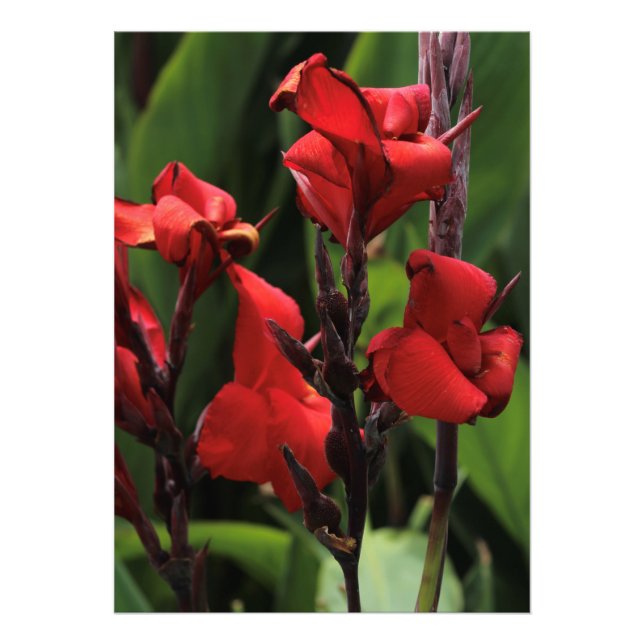 Impression Photo Gladiolus rouge (Devant)