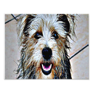 Impression Photo Glen of Imaal Terrier