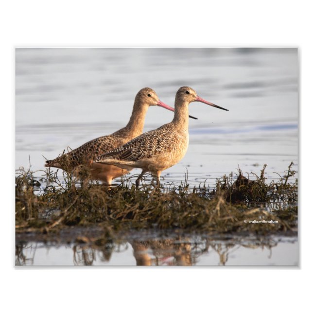 Impression Photo Godwits marbrés à Blackie Spit (Devant)