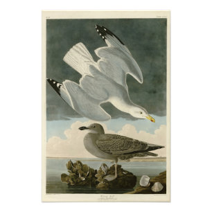 Impression Photo Goéland argenté des oiseaux américains de John Aud
