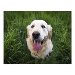 Impression Photo Golden Retriever souriant