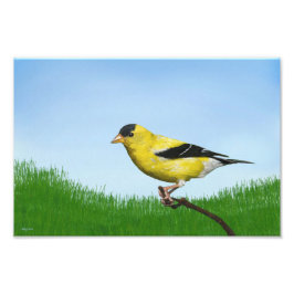 Impression Photo Goldfinch