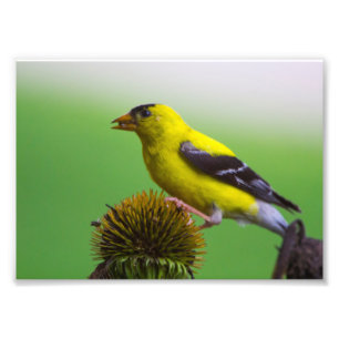 Impression Photo Goldfinch mangeant des graines de confleur