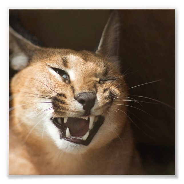 Impression Photo Goofy Lynx (Devant)