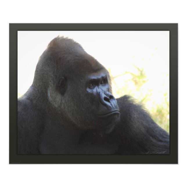 Impression Photo Gorilla Gaze Imprimer -24x20 -autres tailles dispo (Devant)